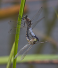 Orthetrum cancellatum